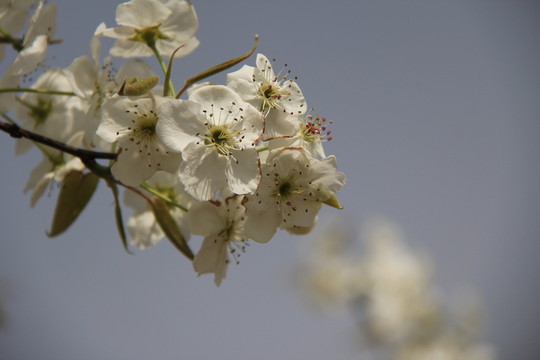 桃花 花卉 花枝 花圃 花朵