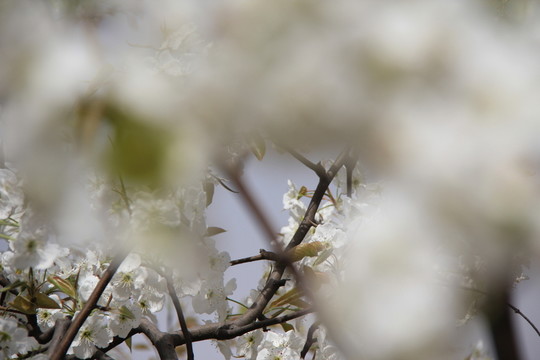 桃花 花卉 花枝 花圃 花朵