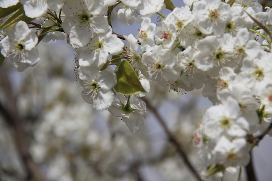 桃花 花卉 花枝 花圃 花朵