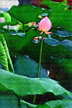 荷花