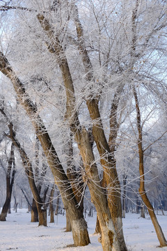 樹林