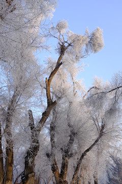 樹林