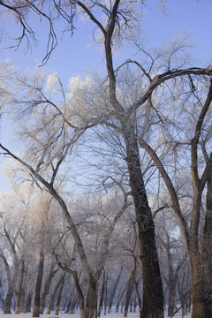 樹林