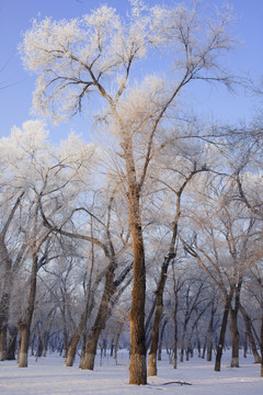 樹林