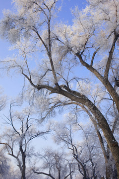 樹(shù)林