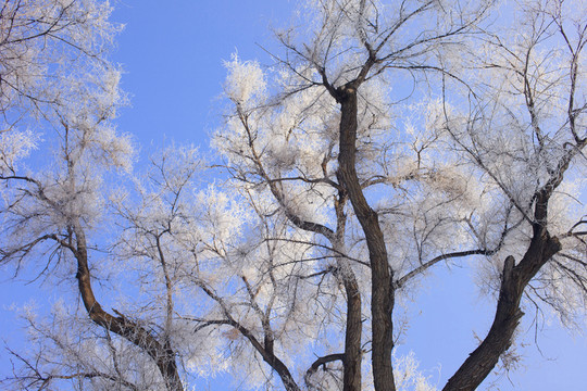 樹林
