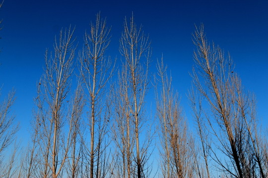 樹林