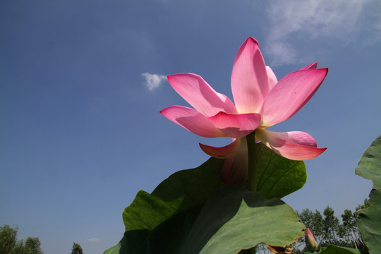 荷花