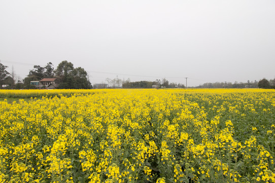 成都平原油菜花