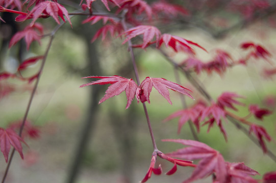 紅楓葉