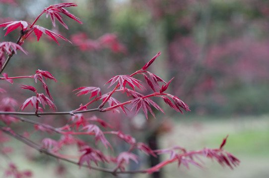 紅葉