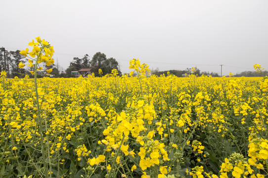 成都平原油菜花