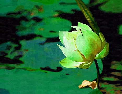荷花無(wú)框畫