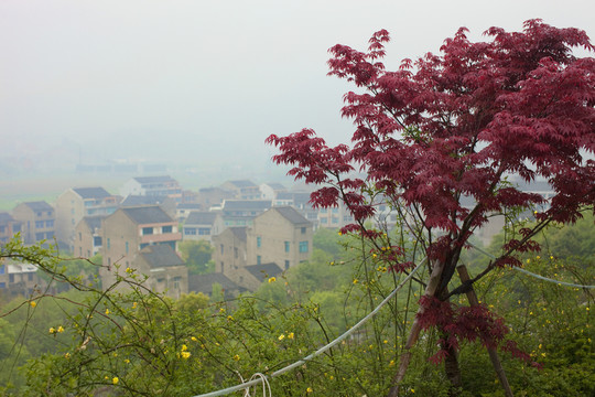 山莊別墅 道路 庭院 居住環(huán)境