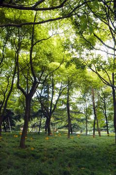 樹林