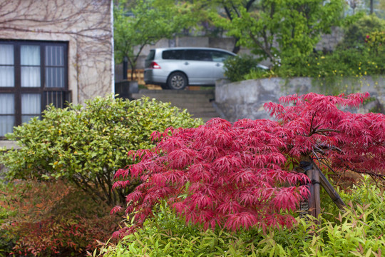 山莊別墅 綠植 庭院 居住環(huán)境