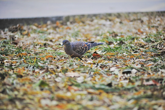 斑鳩