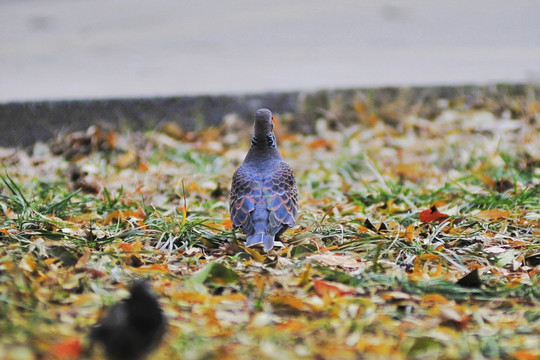 斑鳩