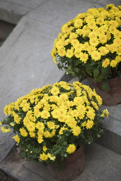 菊花 花卉 盆栽 花朵 綻放