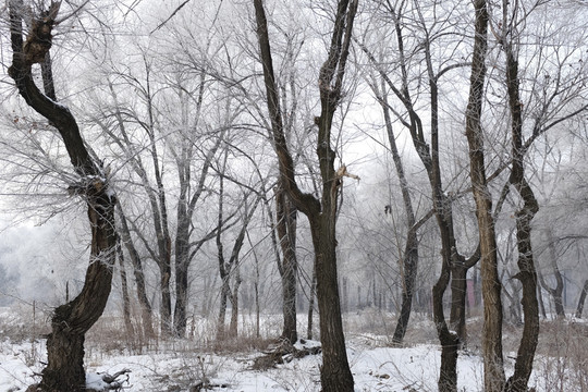 樹林