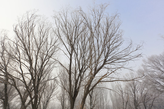 樹林