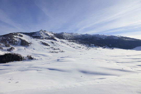 雪山 森林