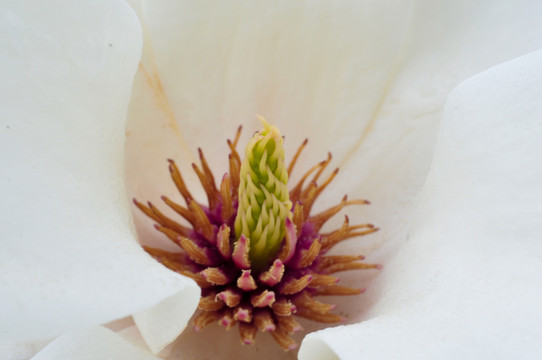 玉蘭花心