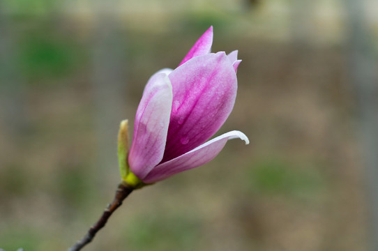 玉蘭花