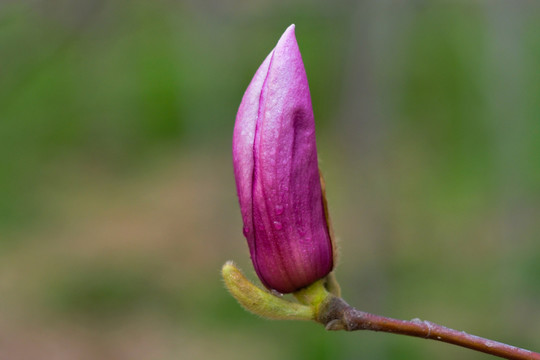 玉蘭花