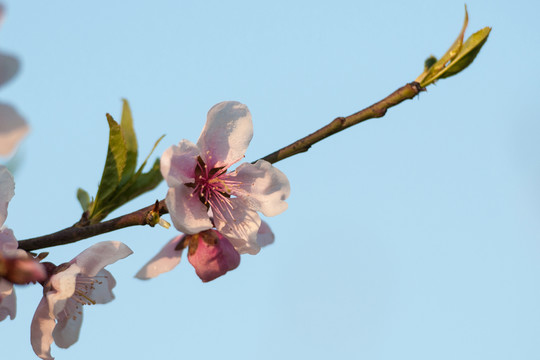 桃花