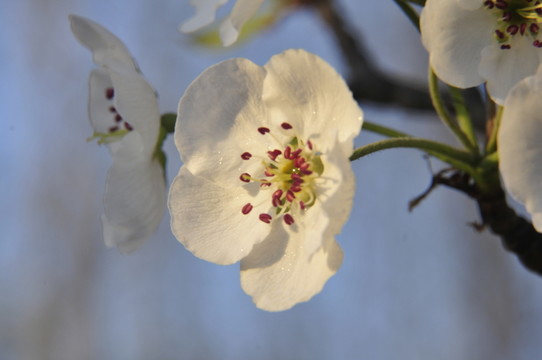 梨花
