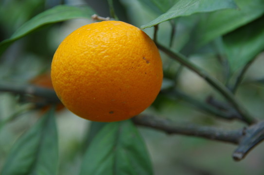 樹(shù)上的桔子