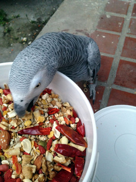 灰鸚鵡 鸚鵡 寵物鳥 寵物飼養(yǎng)