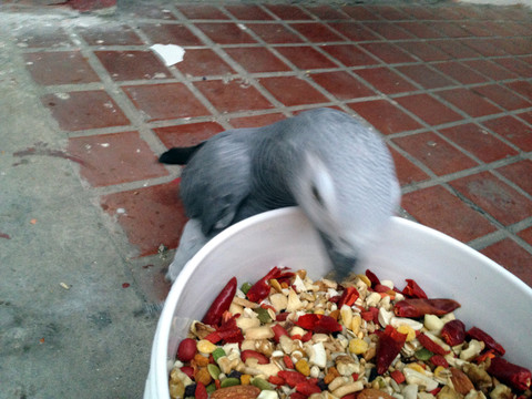 灰鸚鵡 鸚鵡 寵物鳥 寵物飼養(yǎng)