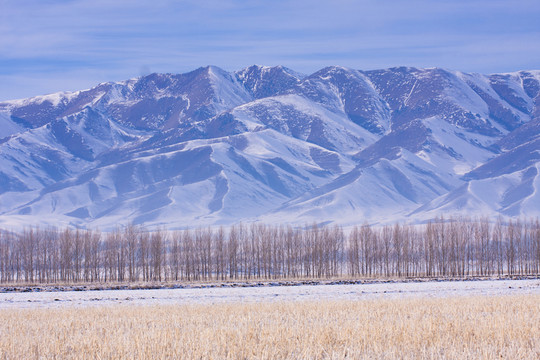 雪山  樹林