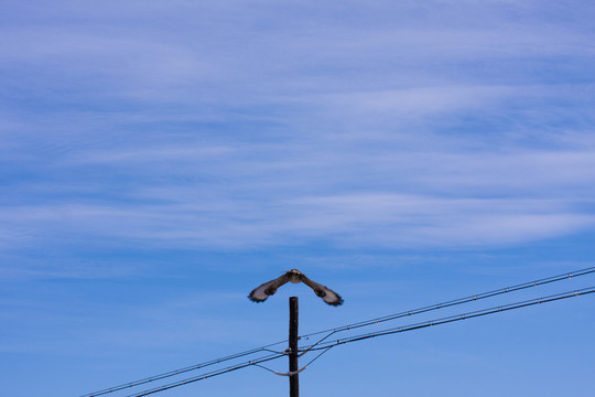 鷹
