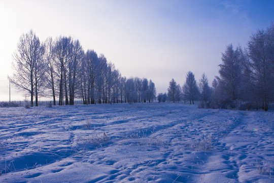 雪景  樹林  霧凇