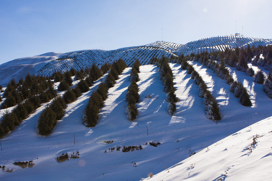 雪山  樹林
