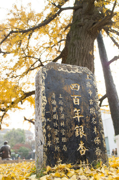 百年銀杏