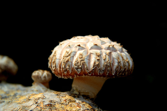 香菇