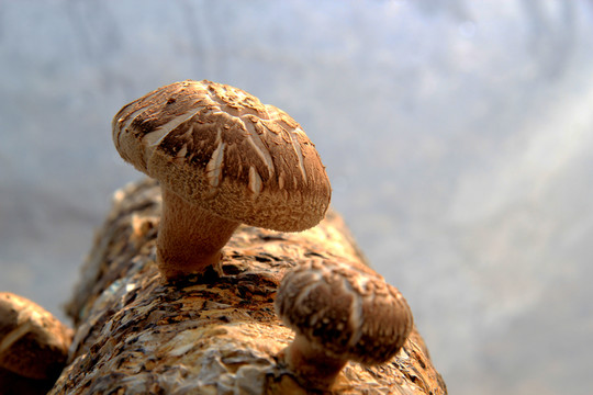 香菇