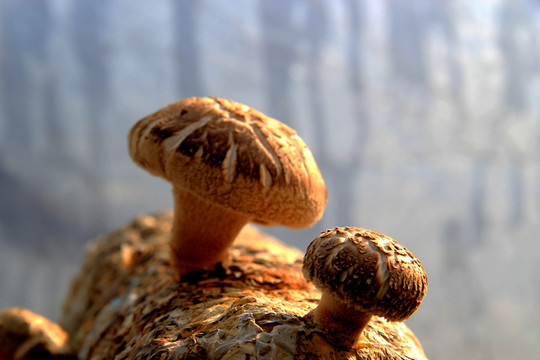 鮮香菇