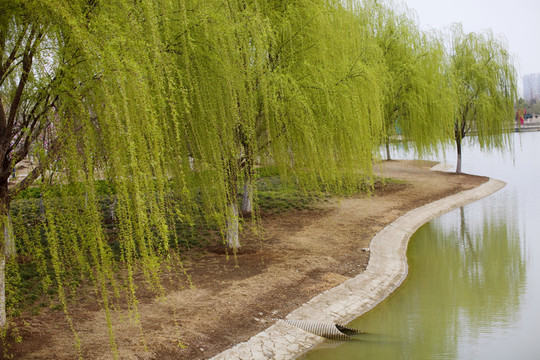 白塘生態(tài)園 蘇州 樹木 河流