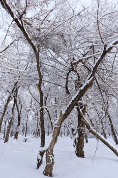 樹林