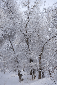 樹林