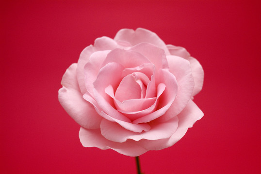 玫瑰花