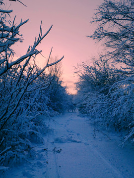 雪景 霧凇 樹掛 冬景 高清