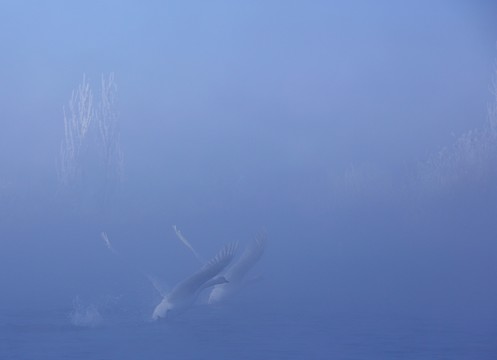 霧淞天鵝