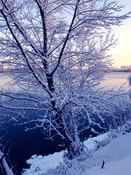 雪景 霧凇 樹掛 冬景 高清