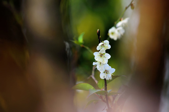 梨花